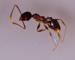Pheidole megacephala