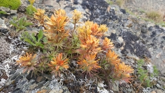 Castilleja rupicola