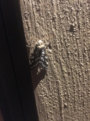 Lophocampa ingens
