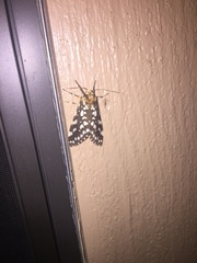 Lophocampa ingens