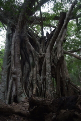 Ficus prolixa