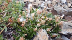 Salix cascadensis