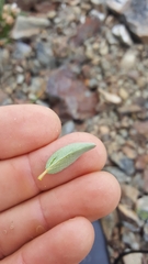 Salix cascadensis