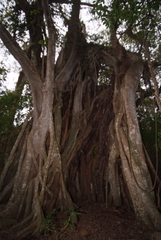 Ficus prolixa
