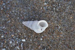 Leiopyrga lineolaris