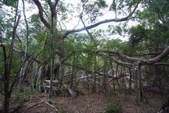Ficus prolixa