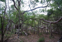 Ficus prolixa