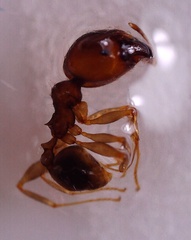 Pheidole megacephala
