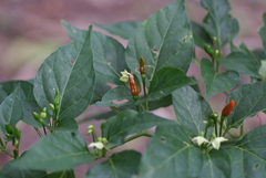 Capsicum frutescens