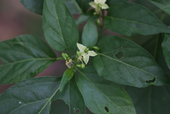 Capsicum frutescens