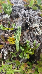 Diphasiastrum alpinum