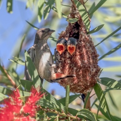 Mistletoebird photo 6