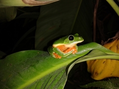 Agalychnis moreletii
