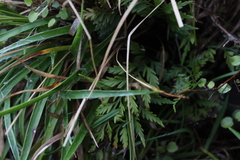 Asplenium appendiculatum appendiculatum