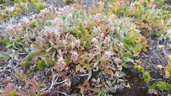 Salix cascadensis