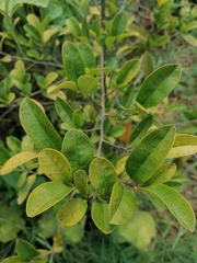 Adinandra millettii