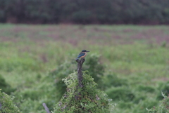 Todiramphus sanctus canacorum