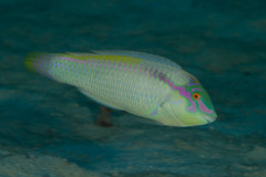 Halichoeres scapularis