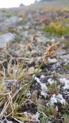 Carex phaeocephala