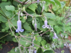 Clematis stans