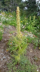 Pedicularis bracteosa