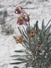 Matthiola fragrans