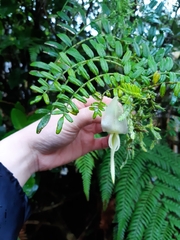 Clianthus puniceus