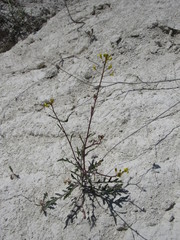 Brassica elongata pinnatifida