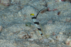 Stonogobiops nematodes