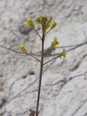 Brassica elongata pinnatifida