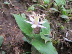 Tricyrtis affinis