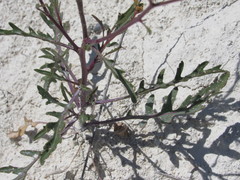 Brassica elongata pinnatifida