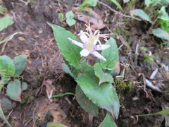 Tricyrtis affinis