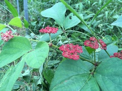 Cissus microcarpa