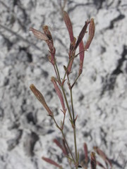 Silene supina