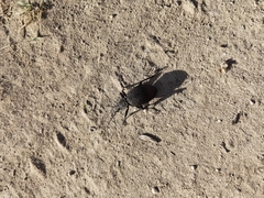 Carabus scabrosus tauricus