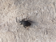 Carabus scabrosus tauricus