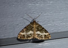 Pseudocoremia lactiflua