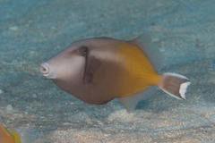 Sufflamen chrysopterum