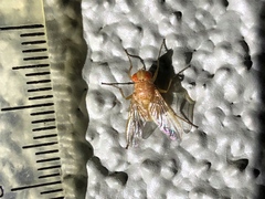 Ormia