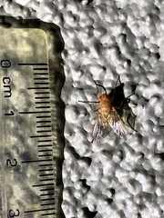 Ormia