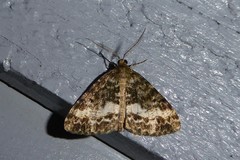 Pseudocoremia lactiflua