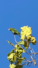 Psittacara erythrogenys