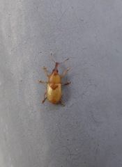 Notolomus basalis