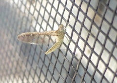 Callibaetis floridanus