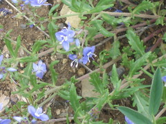 Veronica orientalis