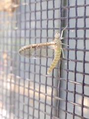 Callibaetis floridanus