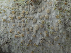 Lecanora caesiorubella glaucomodes