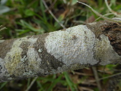Lecanora caesiorubella glaucomodes