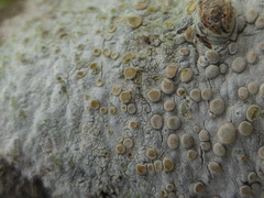 Lecanora caesiorubella glaucomodes